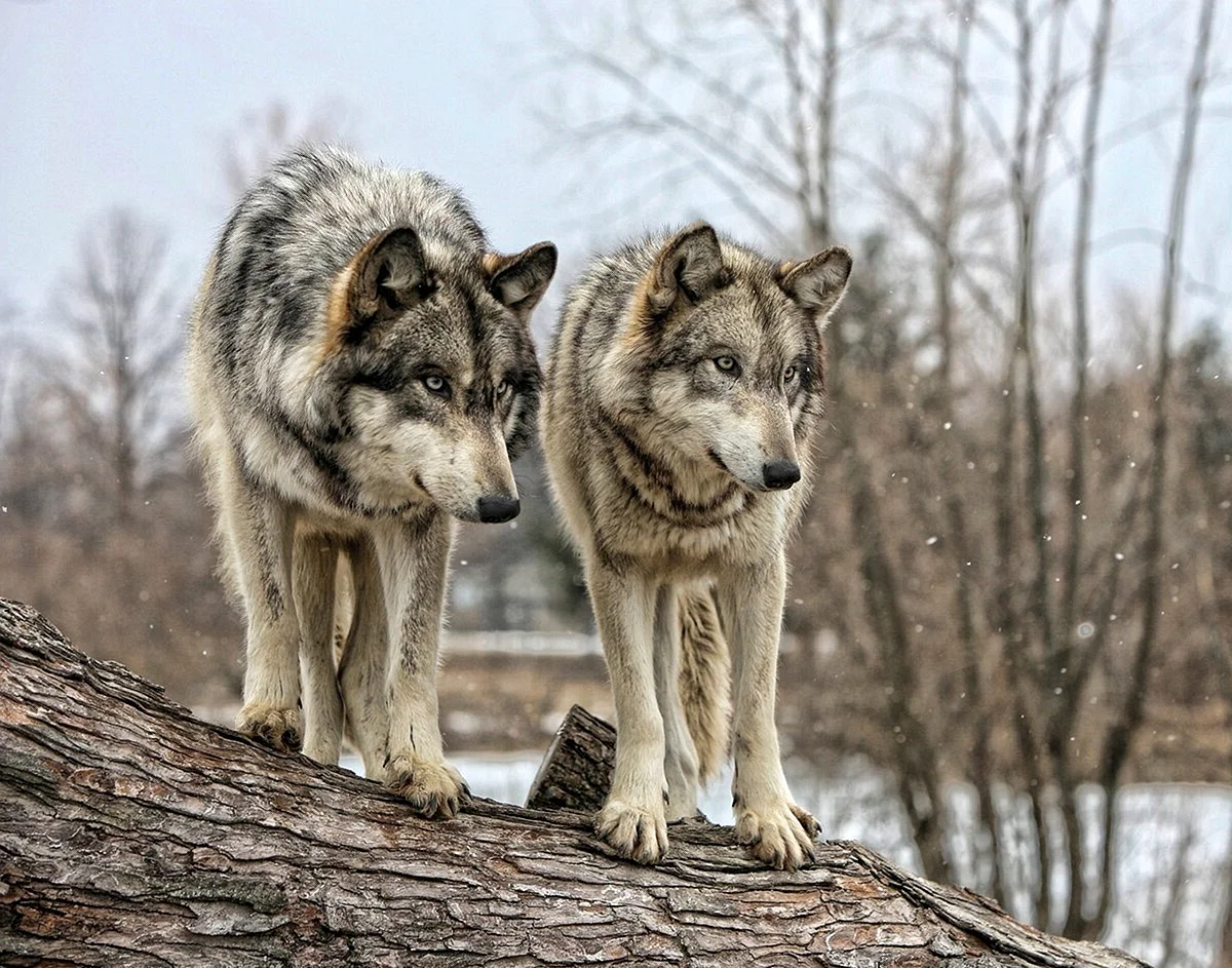 Два волка