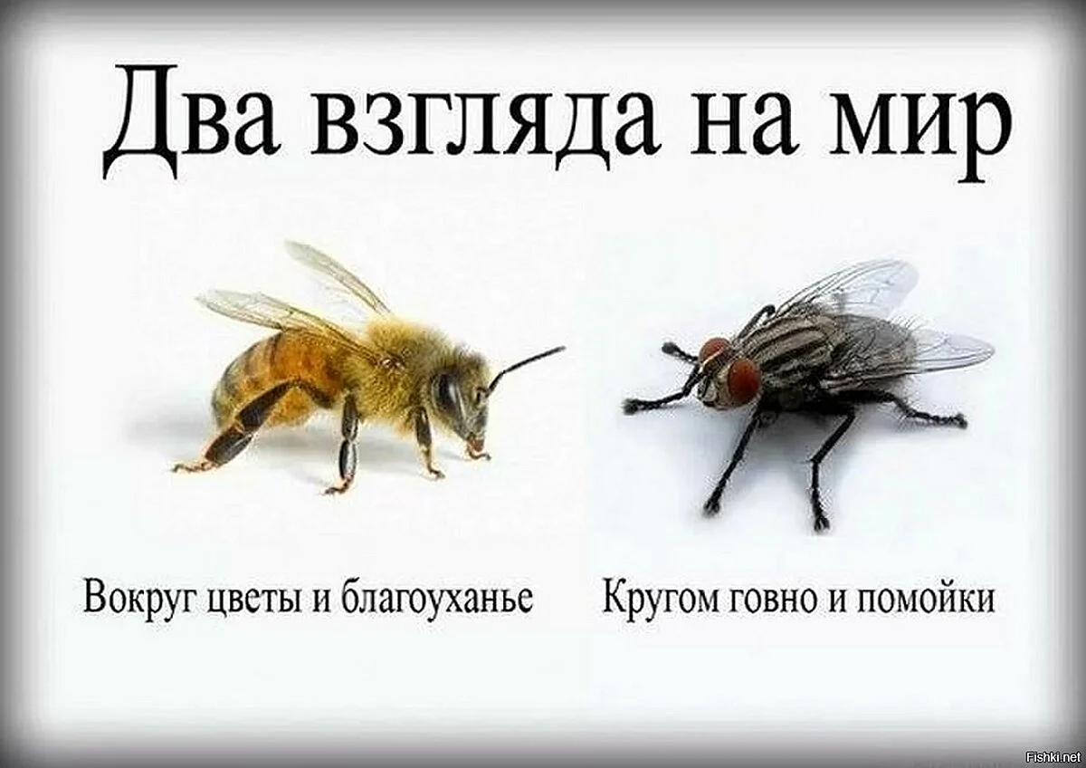 Два взгляда на жизнь пчела и Муха