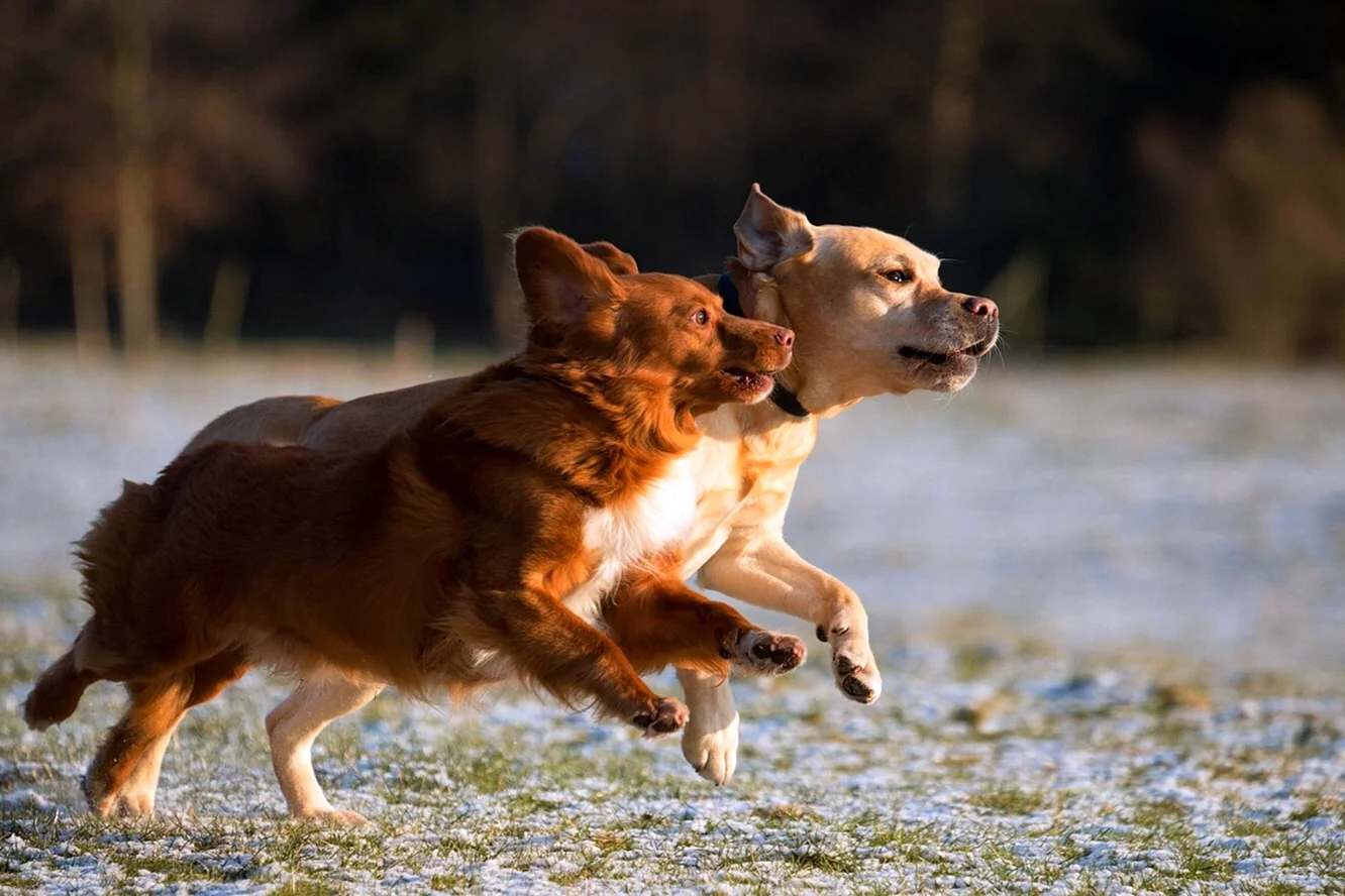 Две бегущие собаки