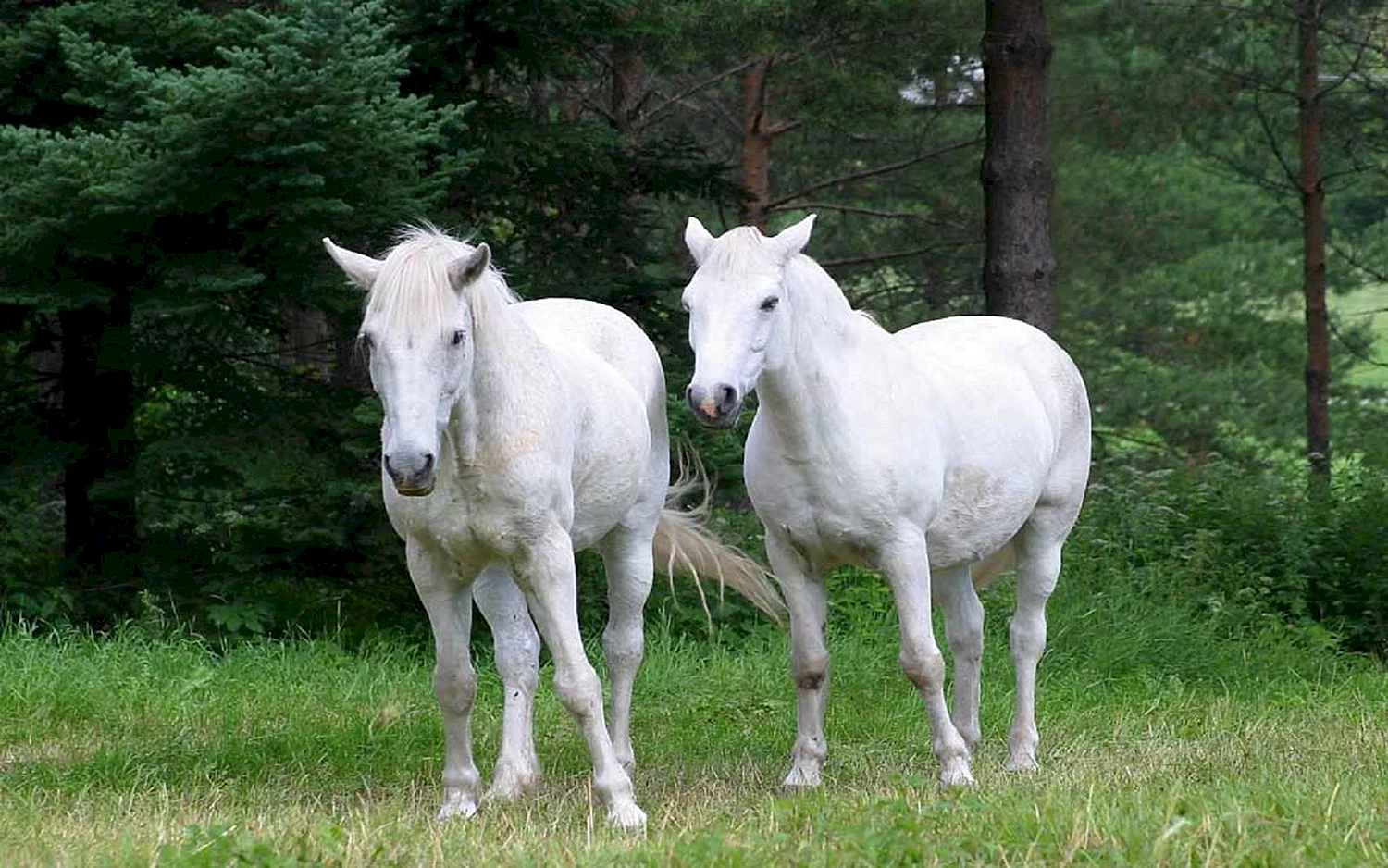Две белые лошади