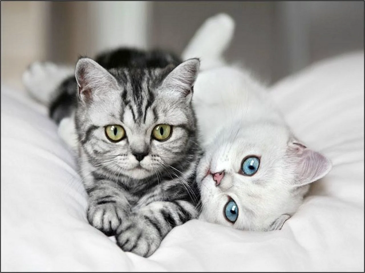 Две красивые кошки