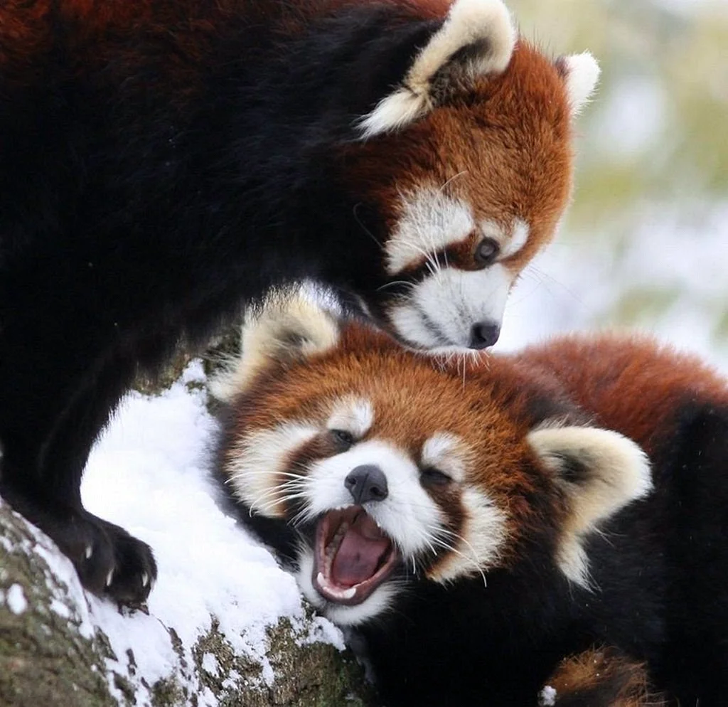 Две красные панды