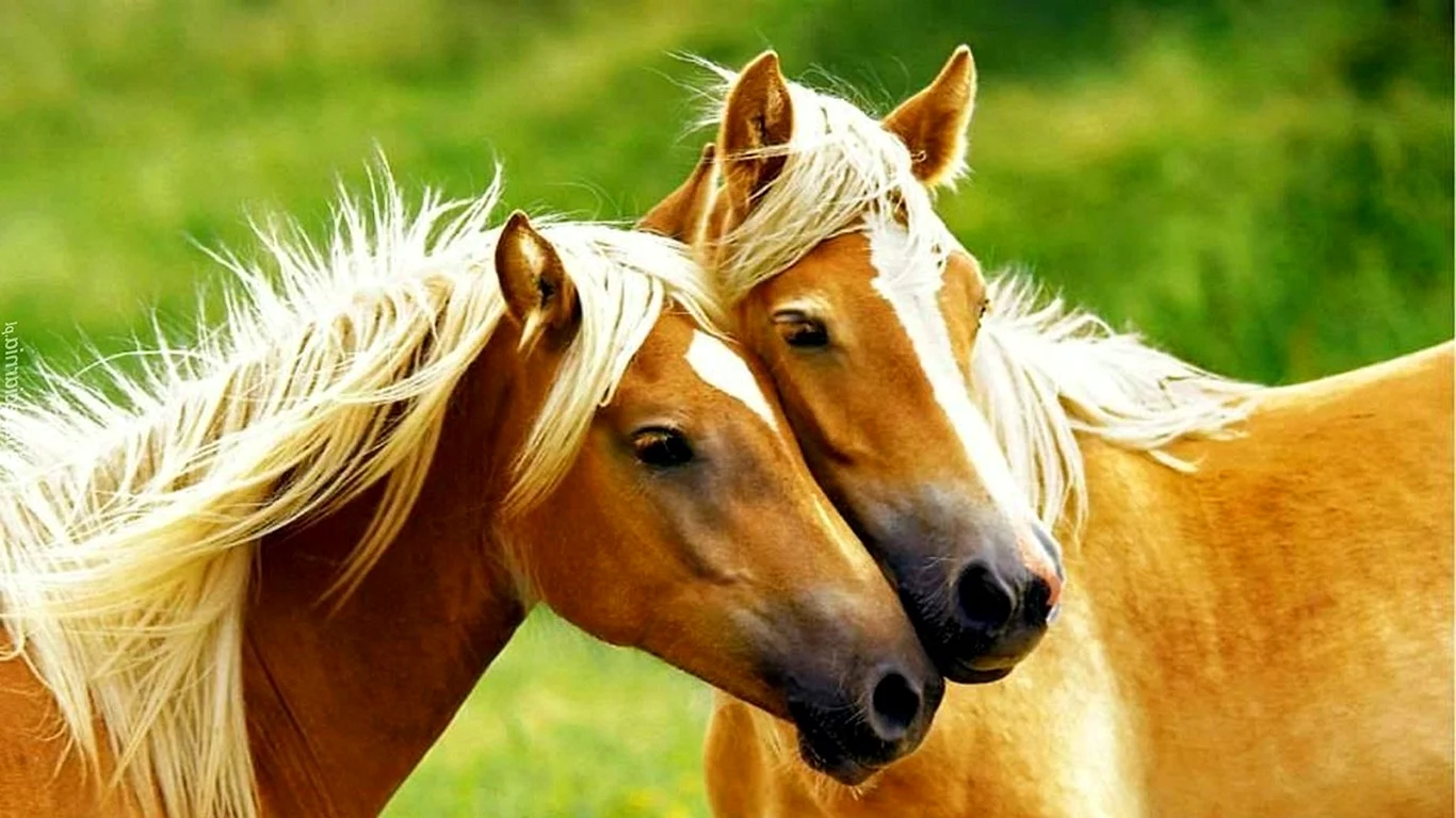 Две лошади любовь