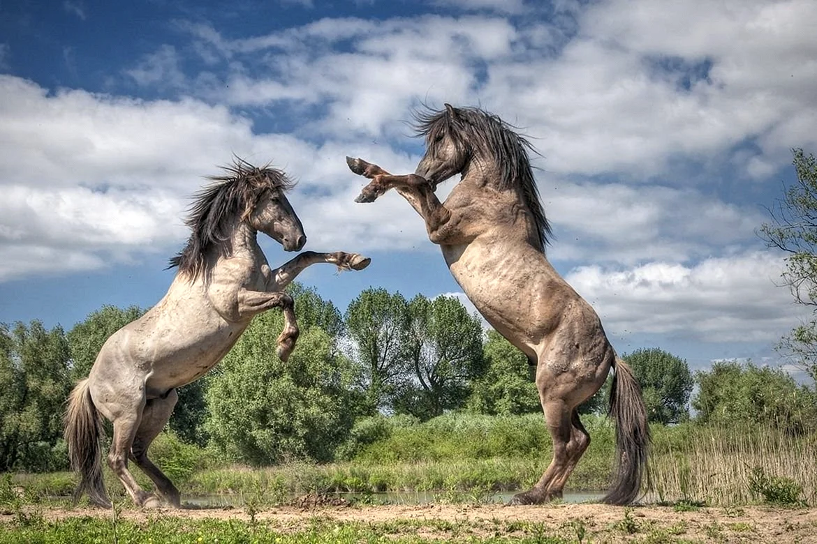 Две лошади на дыбах