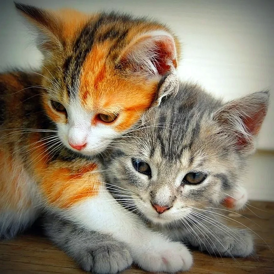 Две милые кошки