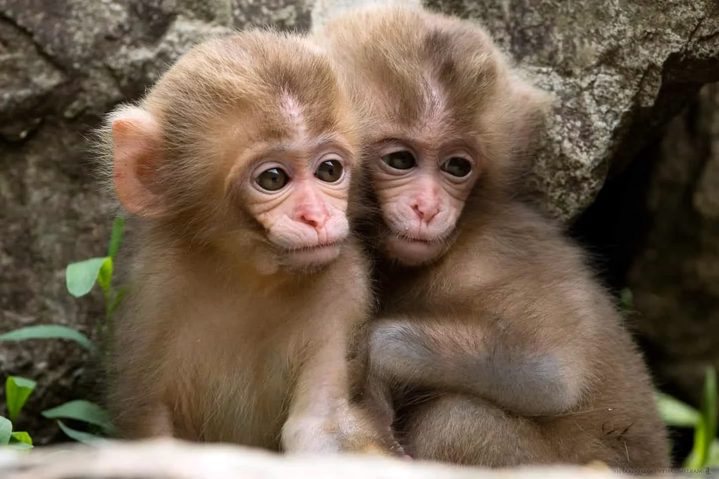 Две обезьяны
