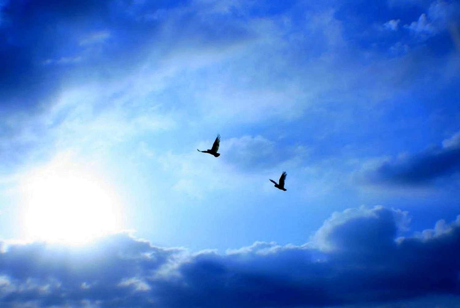 Две птицы в небе