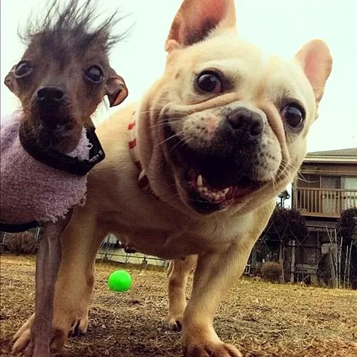 Две смешные собаки