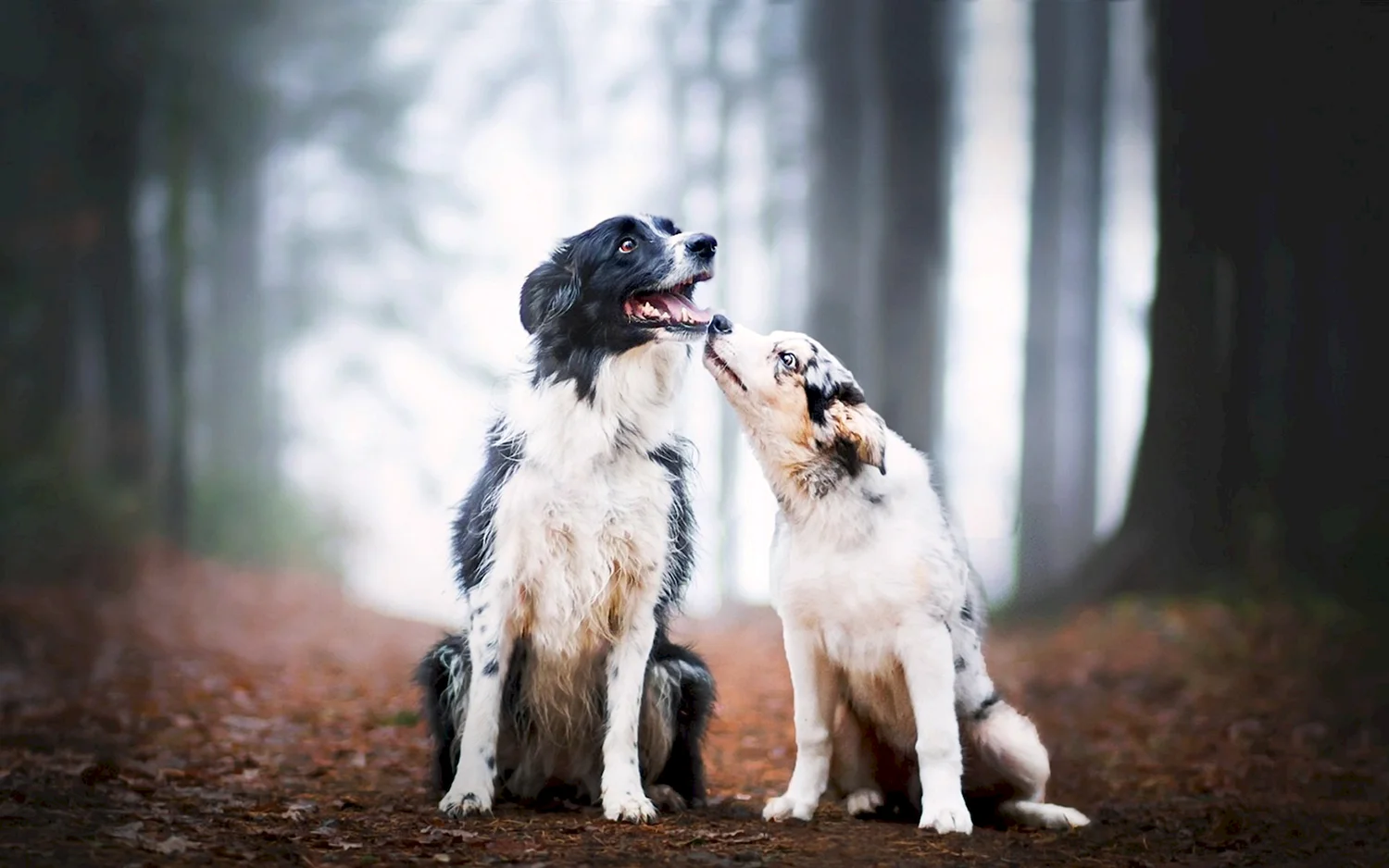 Две собаки любовь