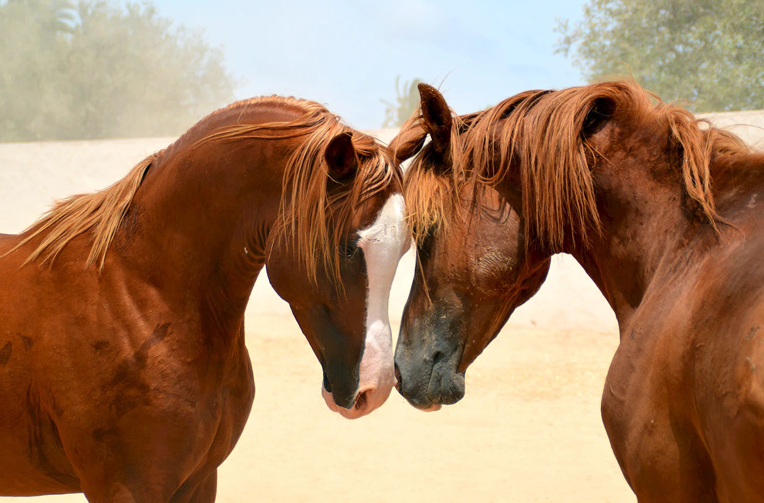 Двое на лошади