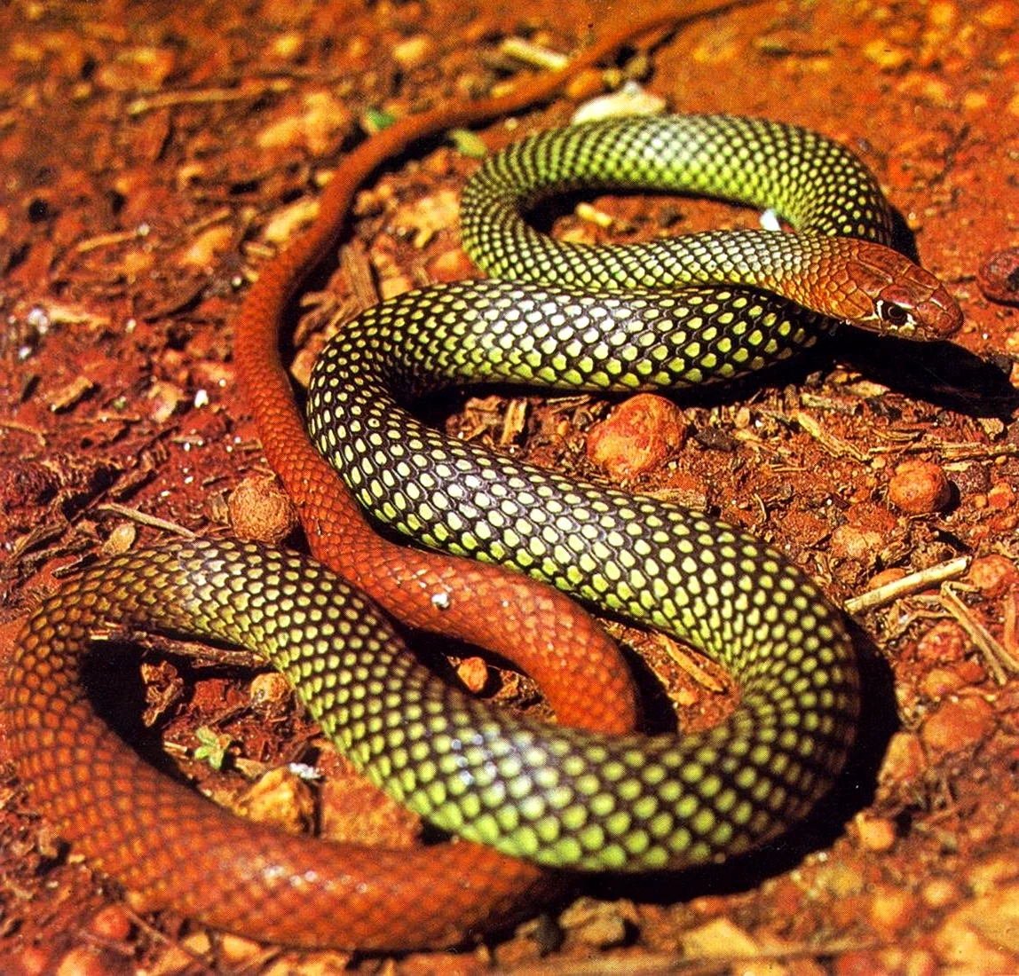 Двухполосая желёзистая змея