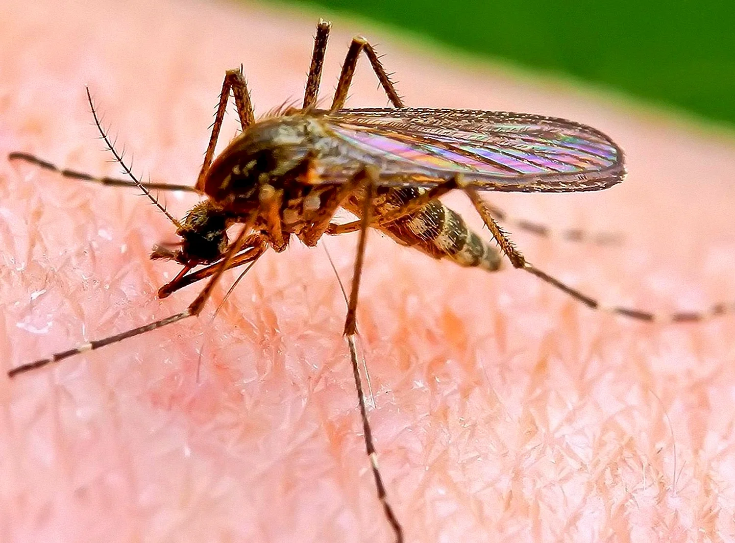 Двукрылые комары