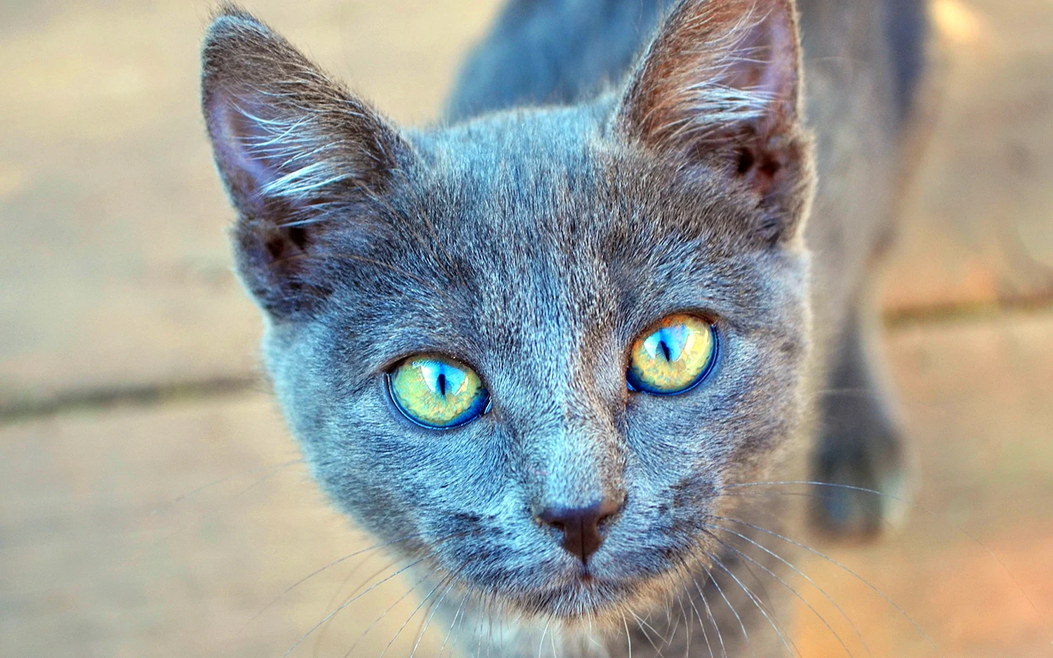 Дымчатая кошка с голубыми глазами