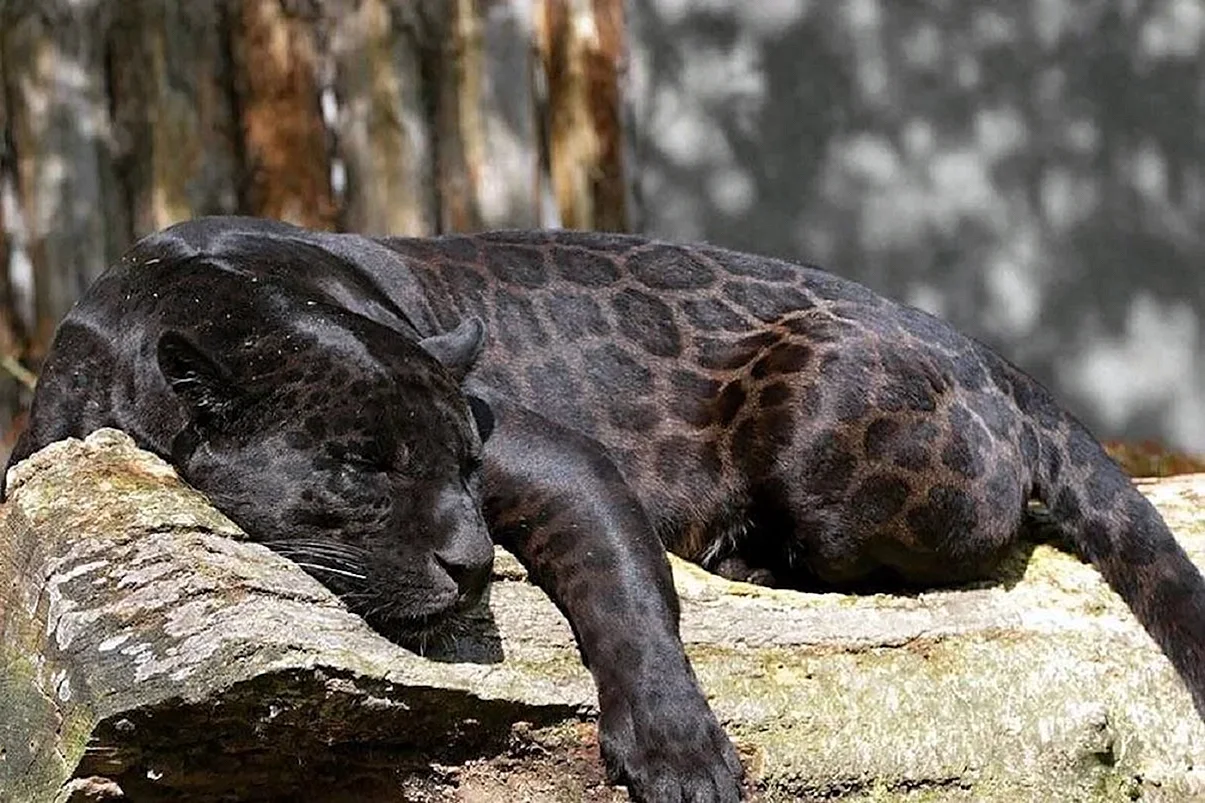 Дымчатый леопард меланист