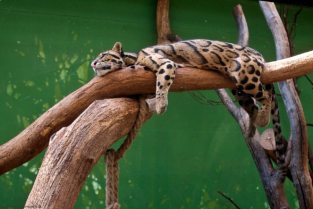 Дымчатый леопард в зоопарке