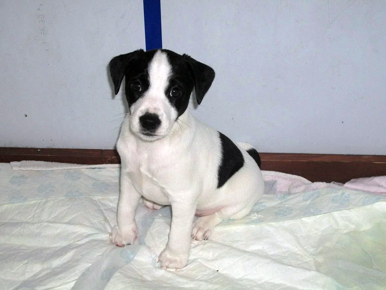 Джек-Рассел-терьер черно белый щенок