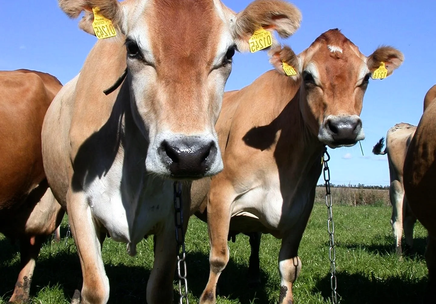 Джерсейская молочная порода коров