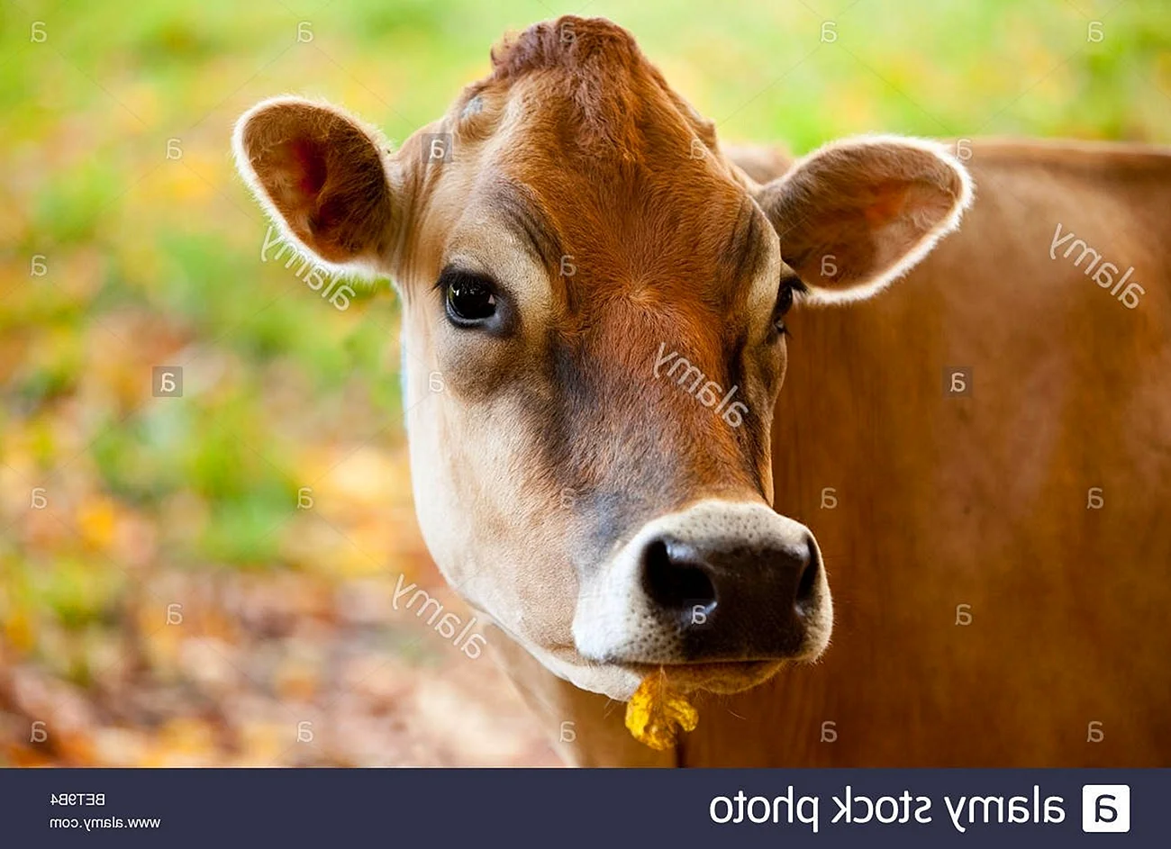 Джерсейская порода коров милые
