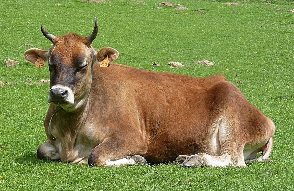 Порода коров джерси