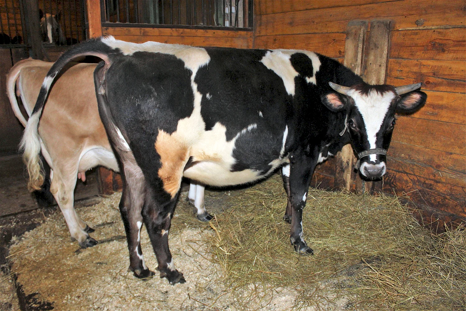Джерсейские коровы в сарае