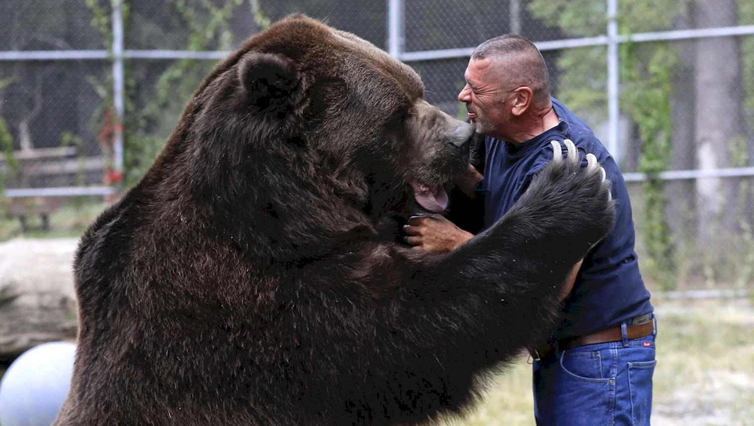 Джим и Джимбо крепкая Дружба человека и медведя