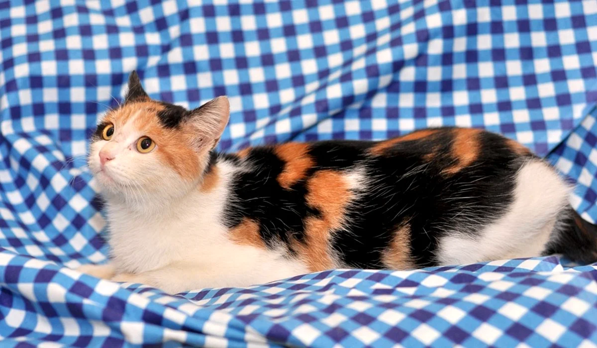 Эгейская кошка трехцветная