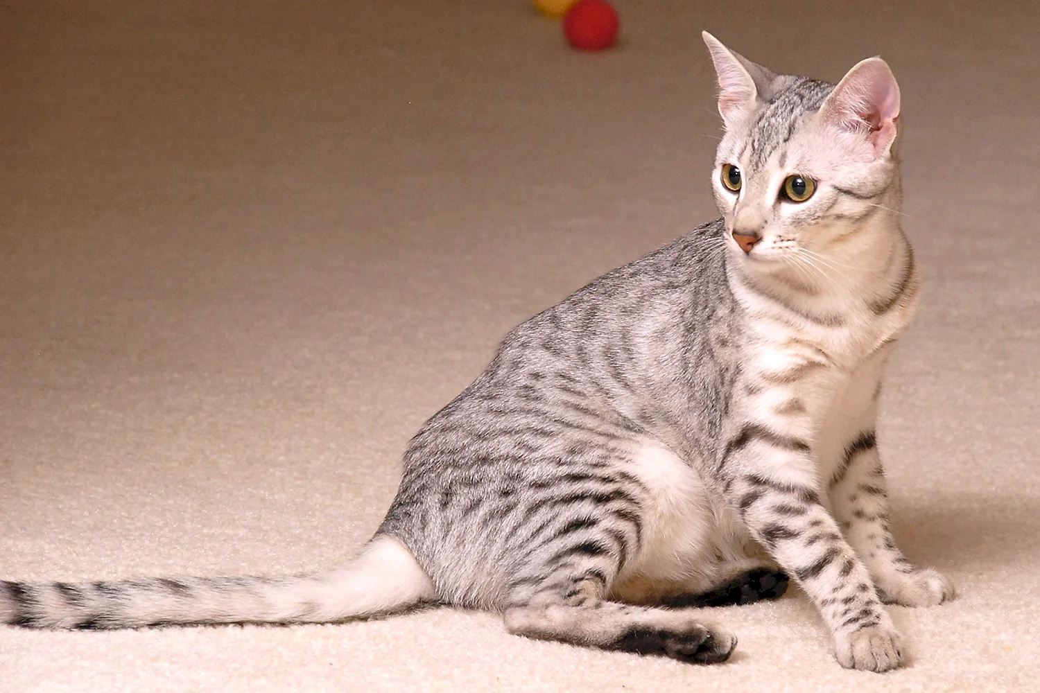 Египетская короткошерстная кошка