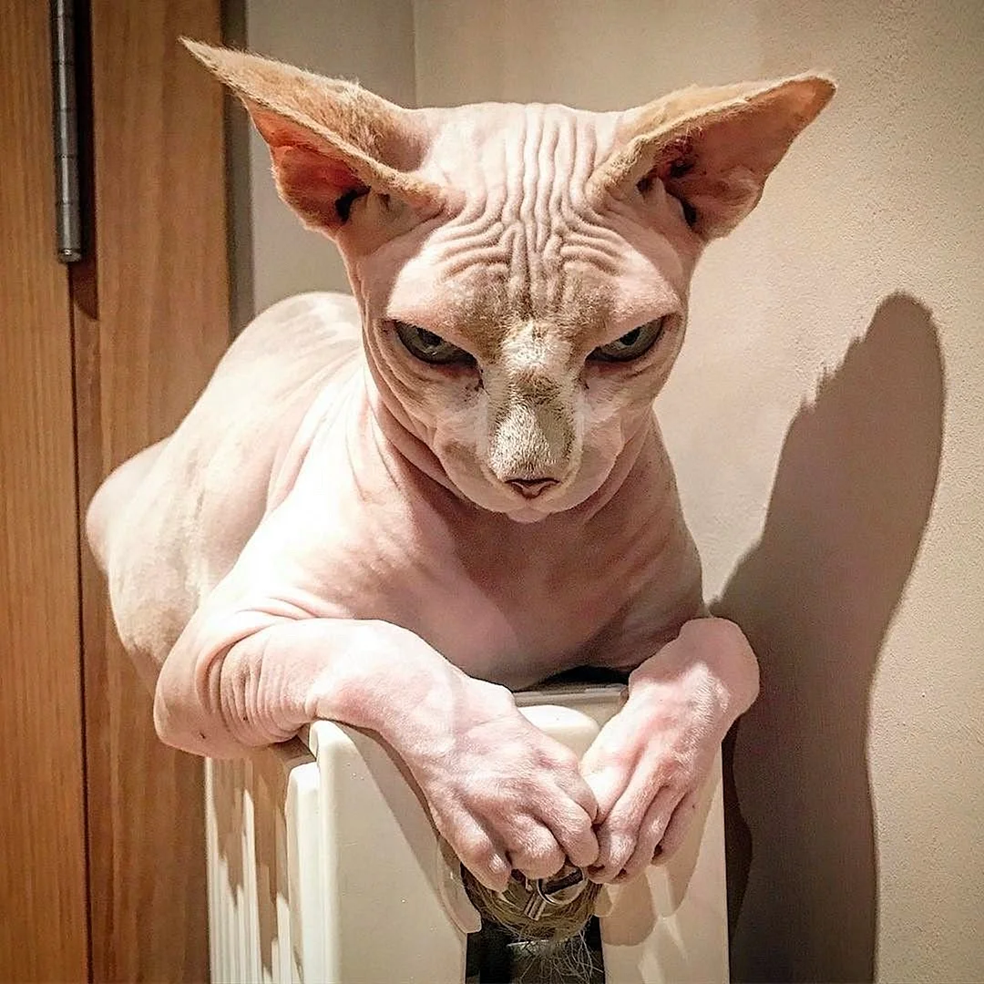 Египетская кошка сфинкс