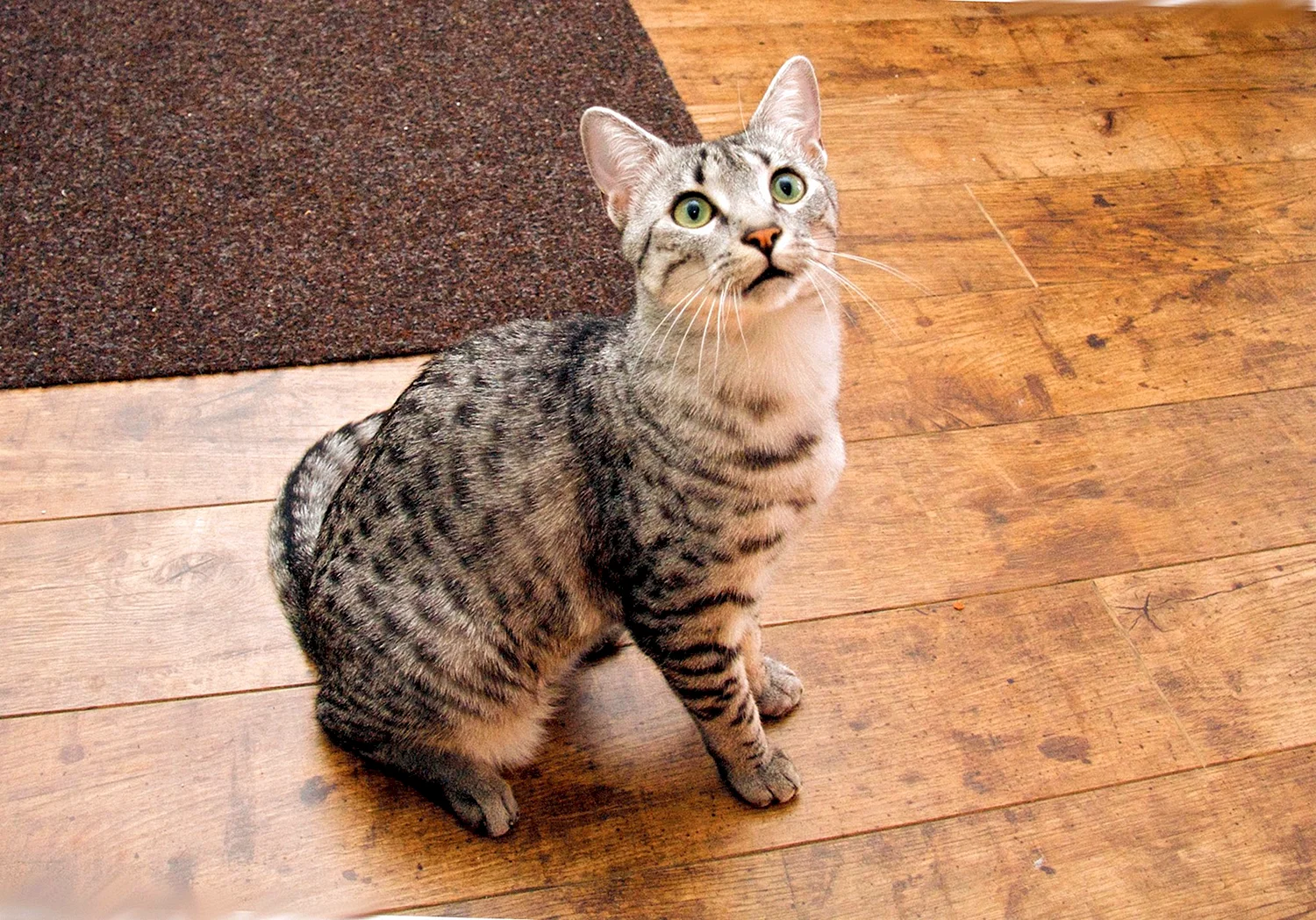 Египетская МАУ кошка