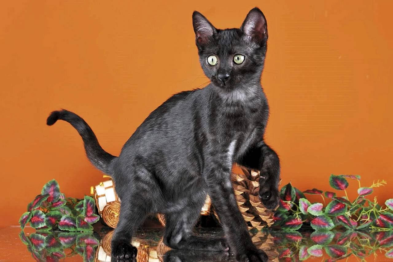 Египетская МАУ кошка черная