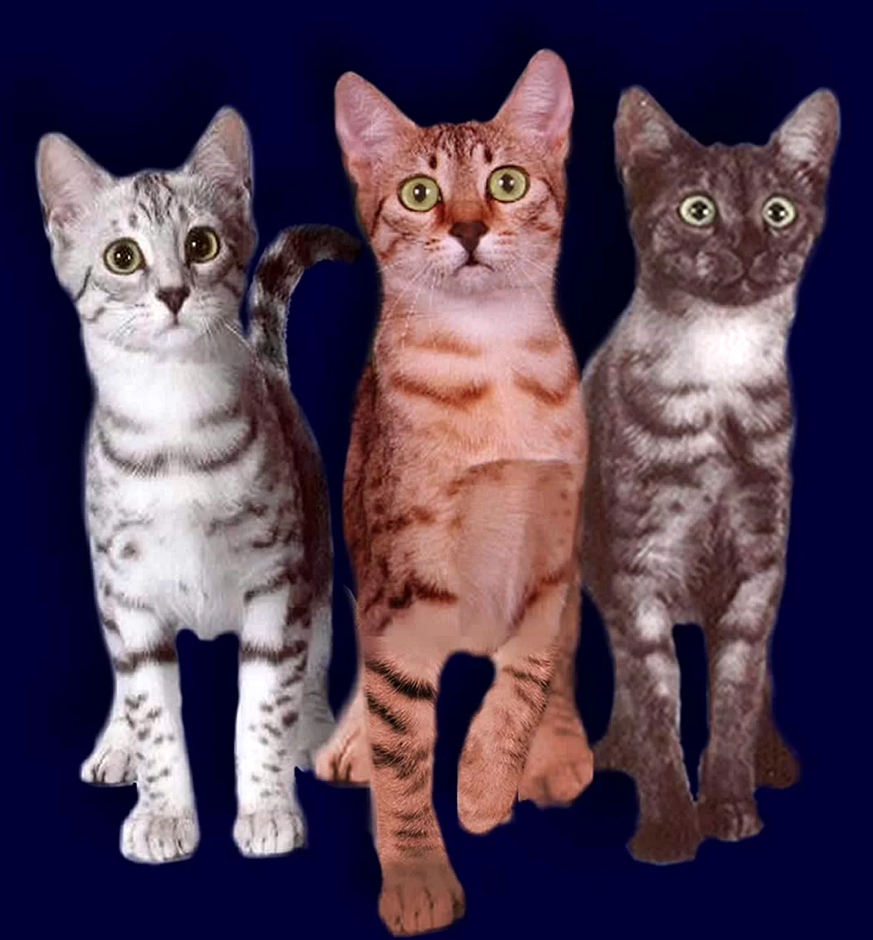 Египетская МАУ кошка окрасы