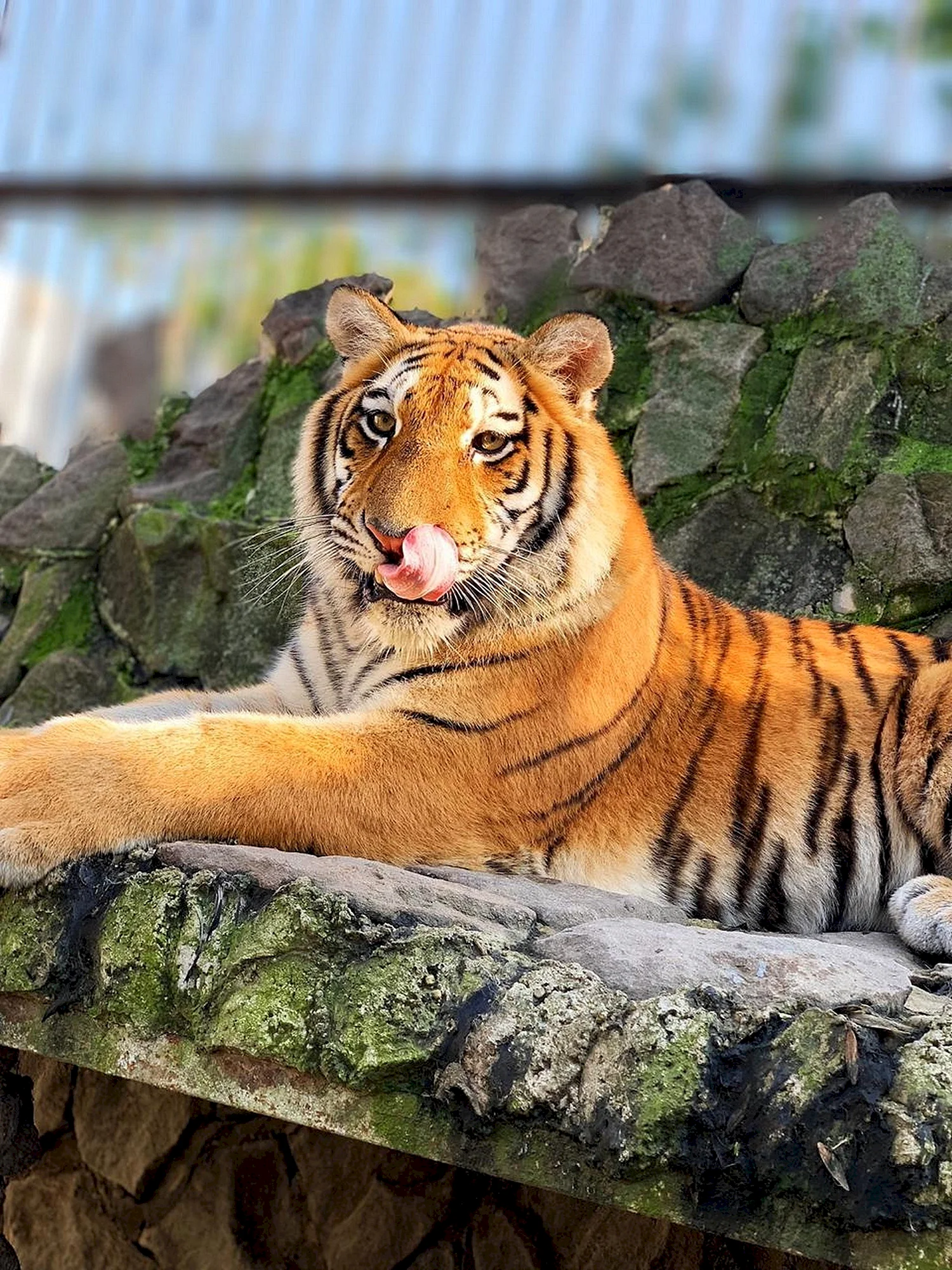 Екатеринбургский зоопарк Амурские тигры