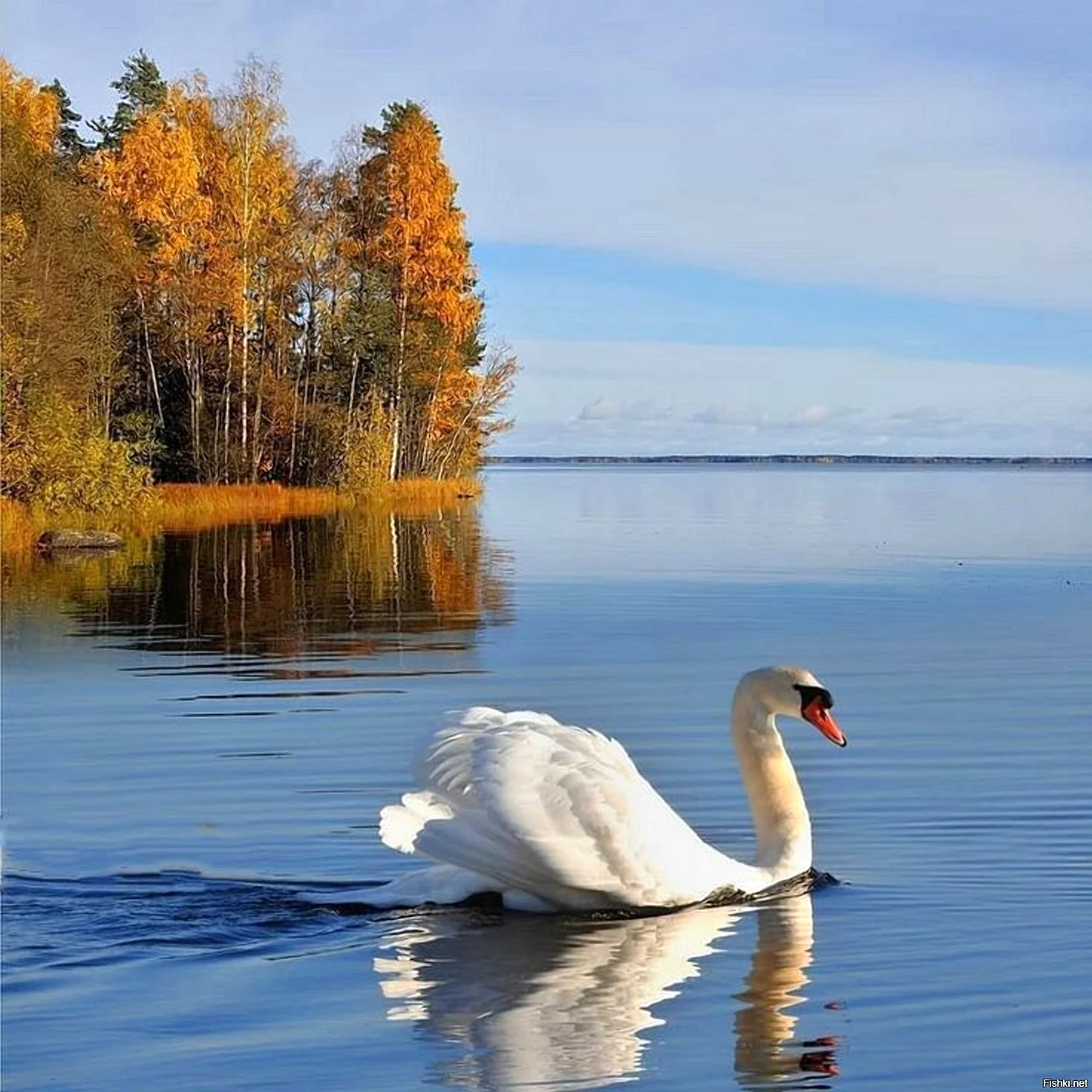 Екатерининский парк осень озеро лебеди