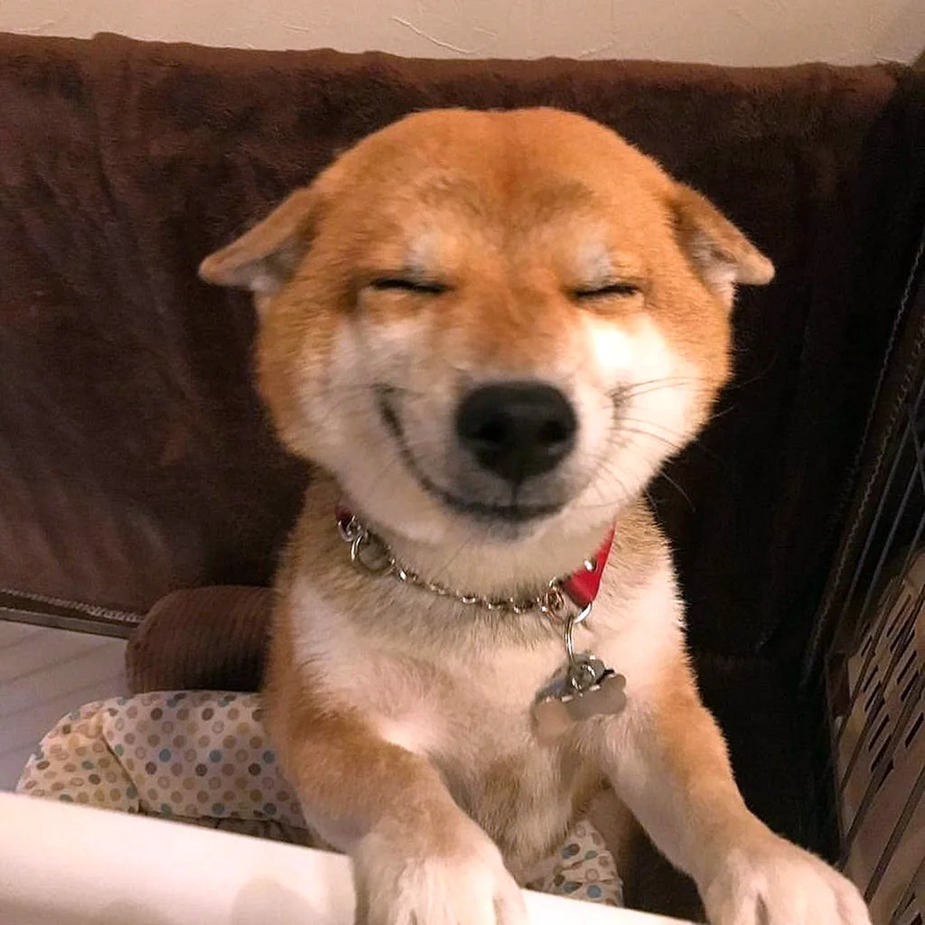 Ехидная улыбка собаки