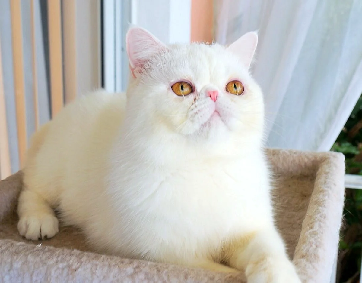 Экзотическая короткошерстная (exotic Shorthair) кошка.
