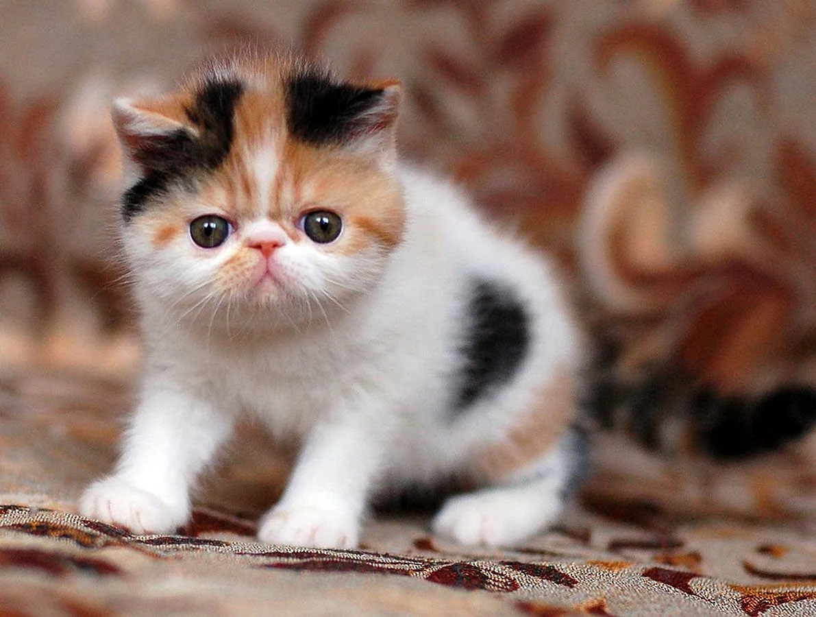 Экзотическая короткошерстная (exotic Shorthair) кошка.