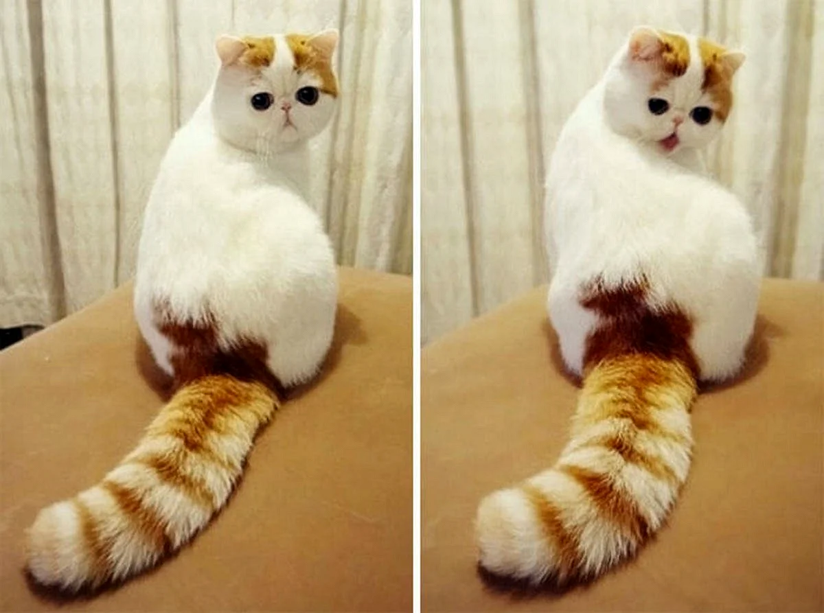 Экзотическая короткошерстная кошка табби Ван