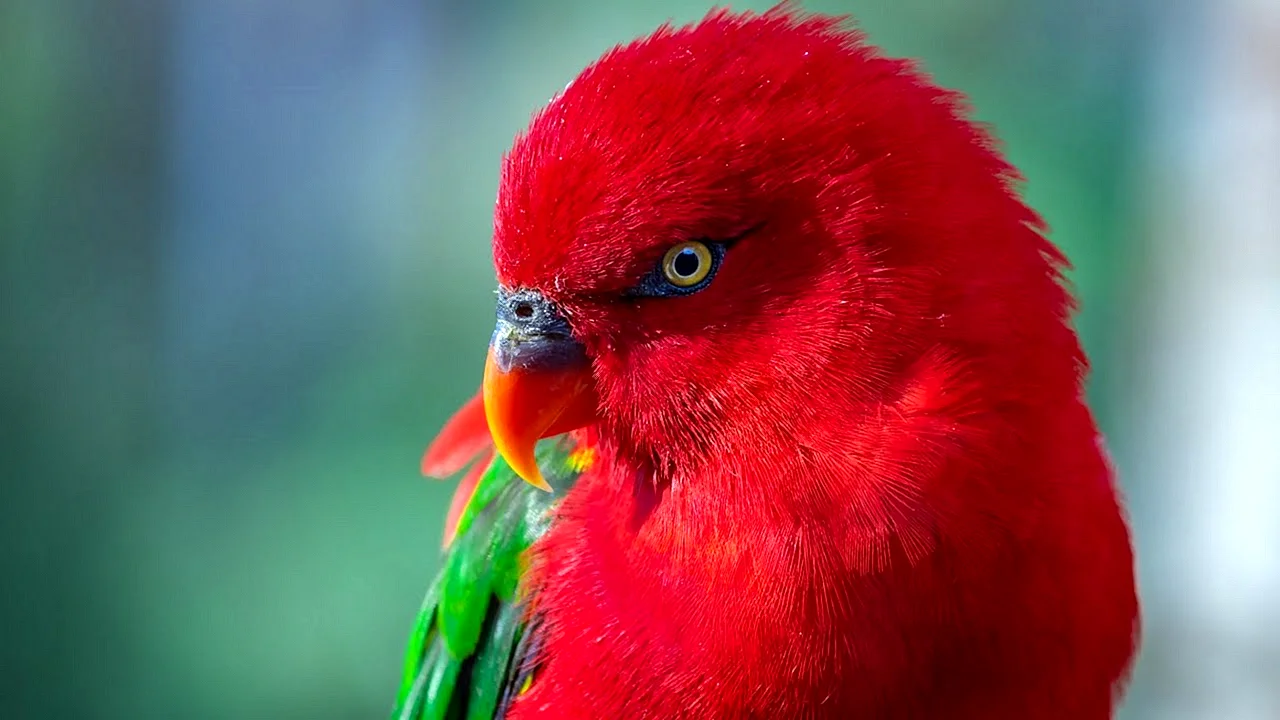 Экзотические птицы красные