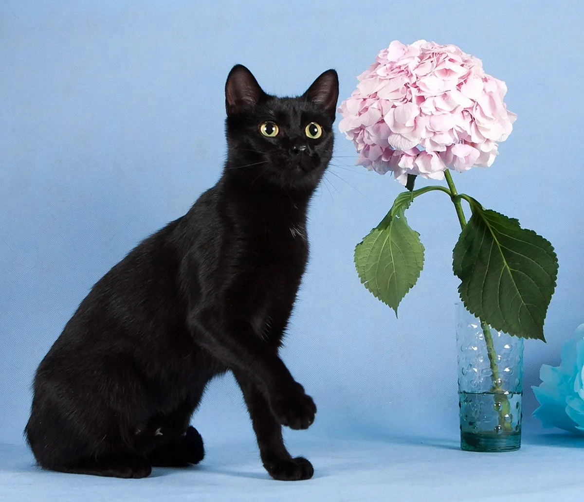 Элегантная черная кошка