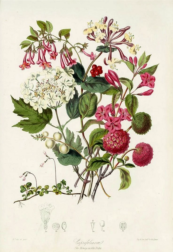 Elizabeth Twining Botanical Prints