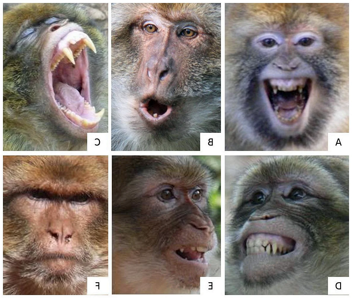 Эмоции обезьян