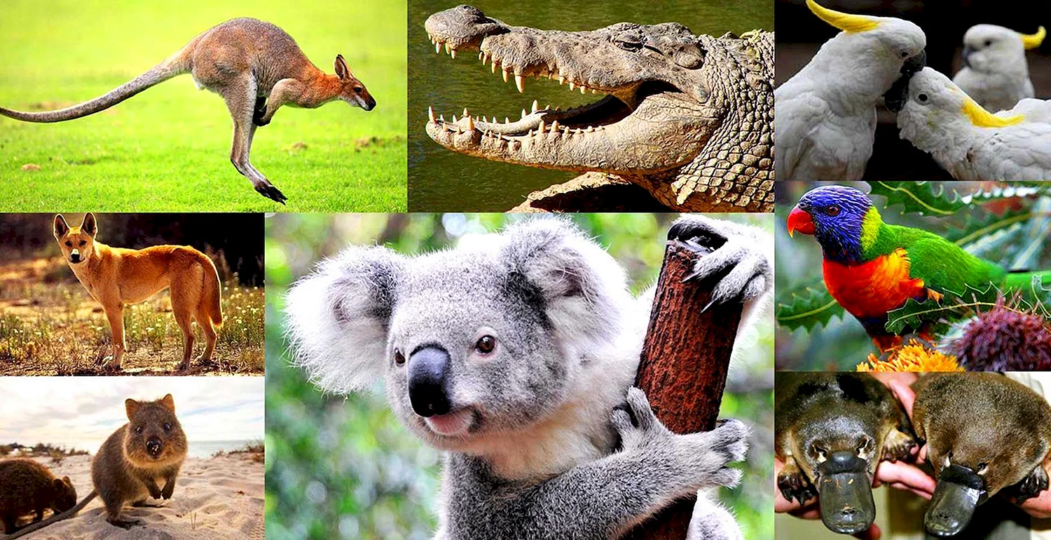 Эндемичная фауна Австралии