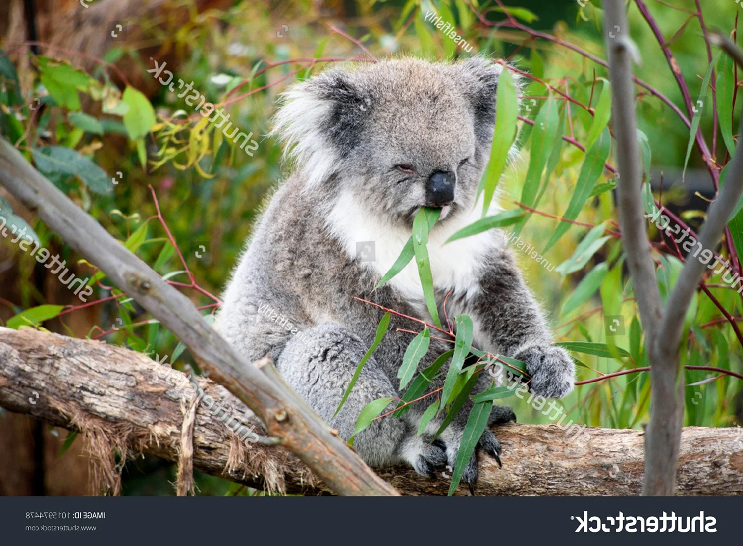 Эндемики Австралии коала