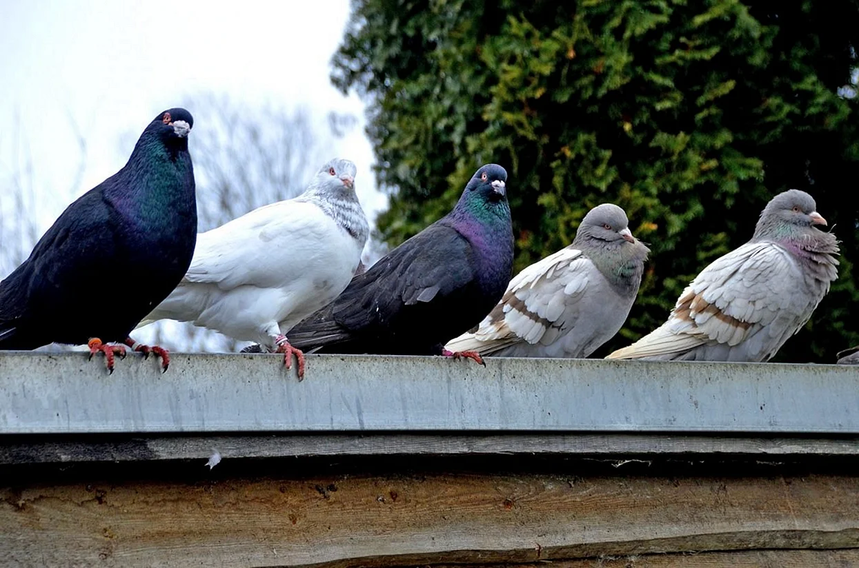 English Carrier Pigeon породы голубей