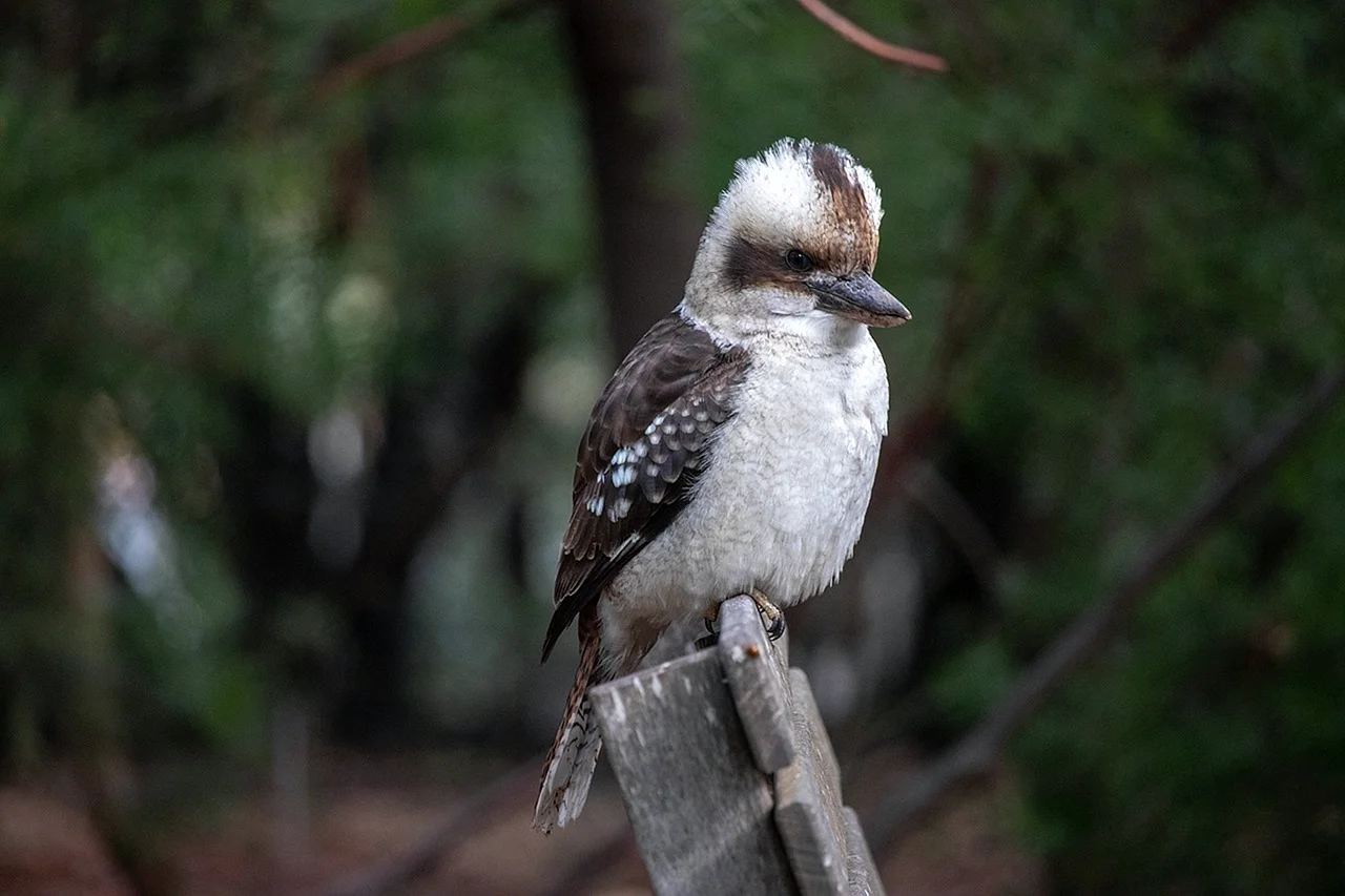 Энкомерук птица Австралии