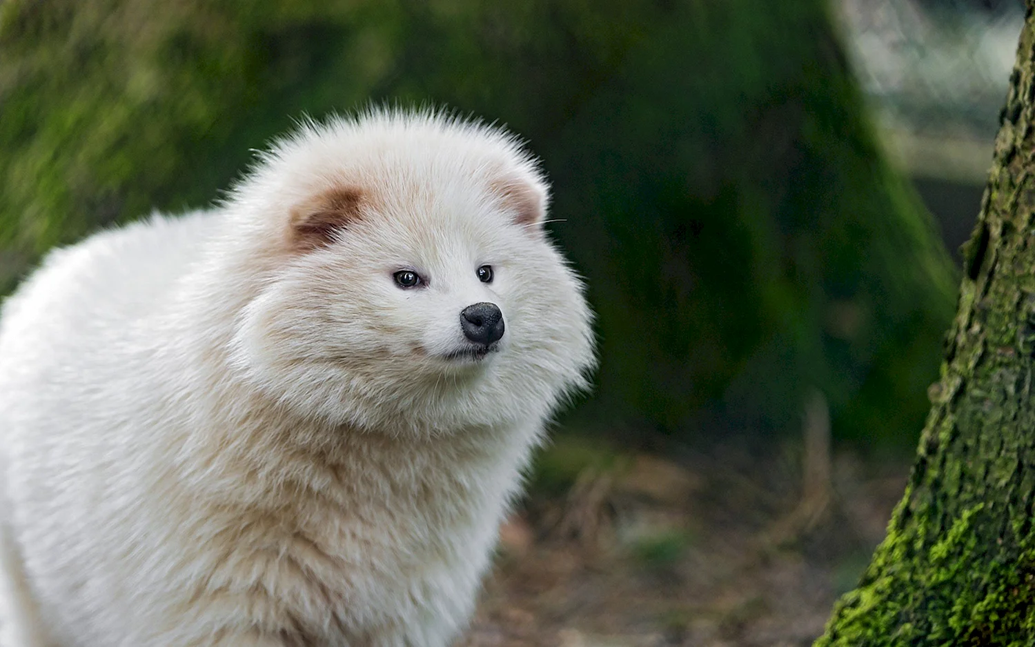 Енотовидная собака Тануки альбинос