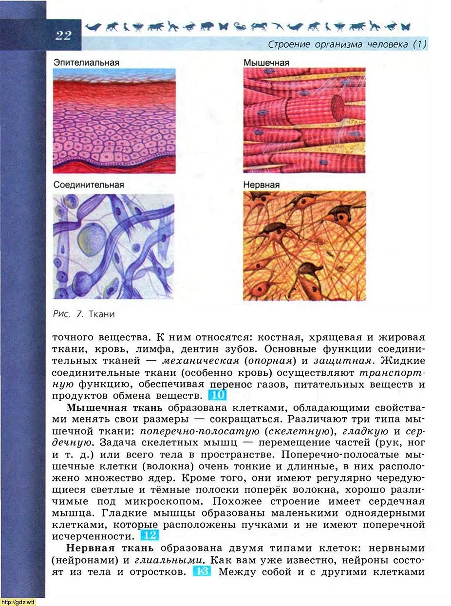 Эпителиальная ткань и соединительная биология 8 класс