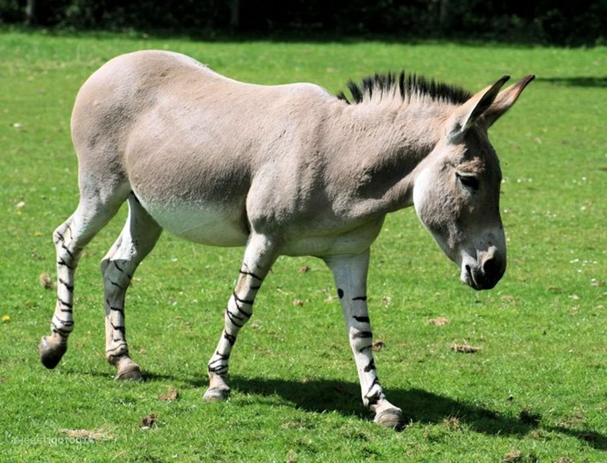 Equus africanus