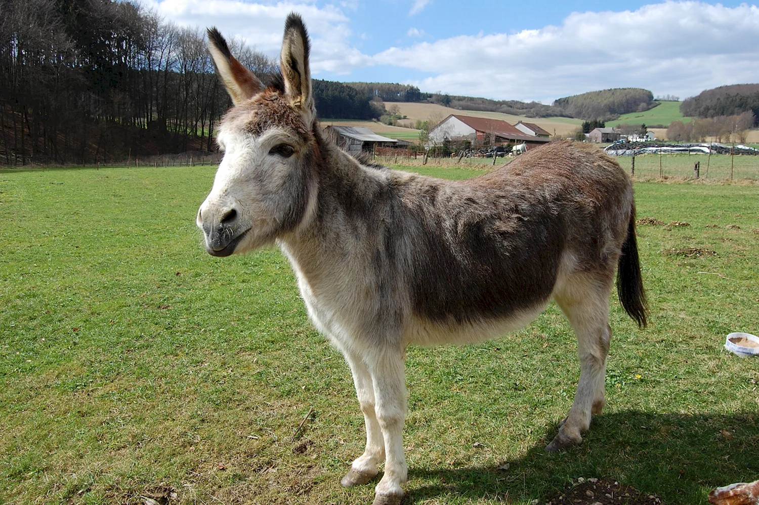 Equus asinus 1905