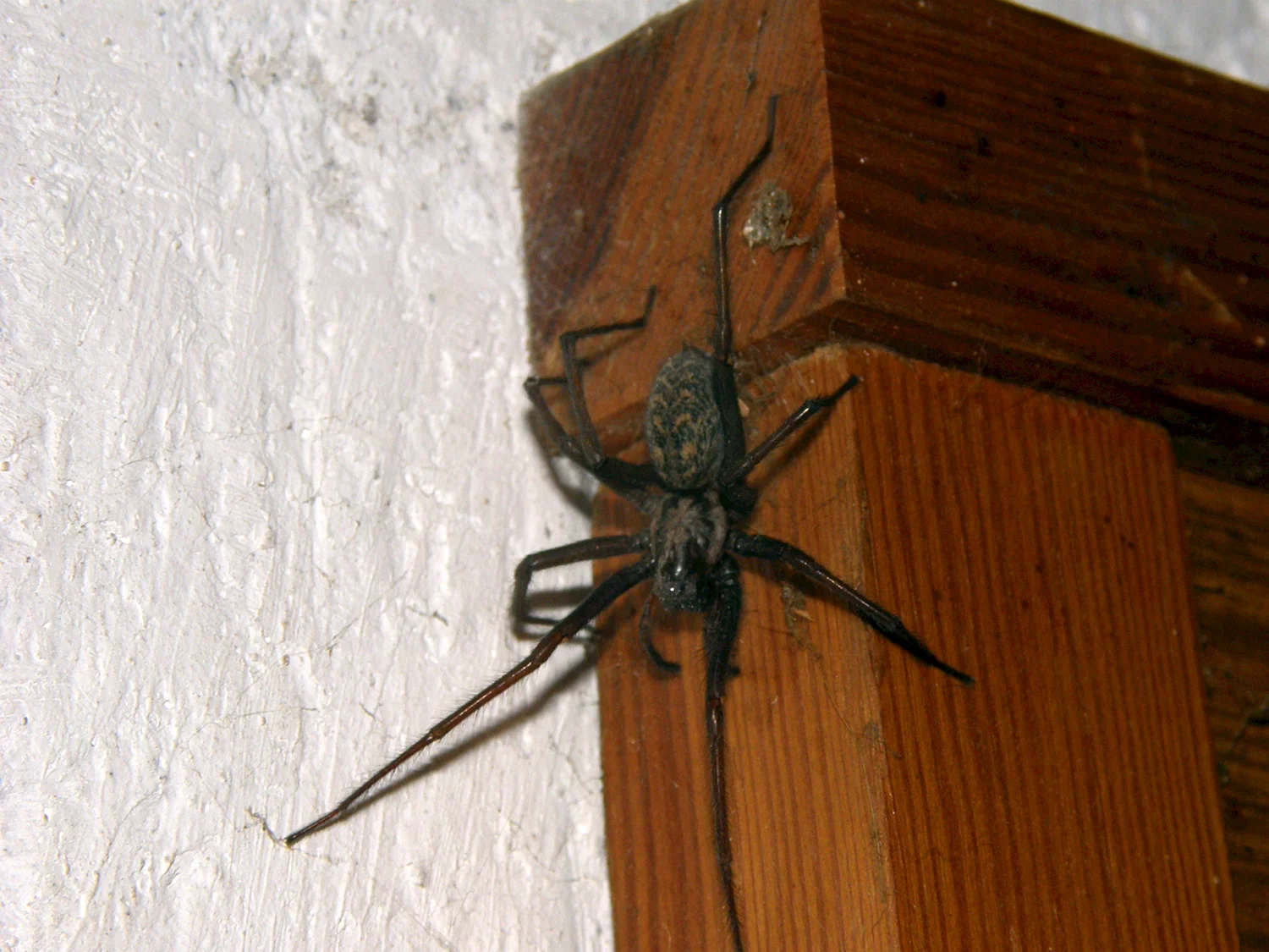 Eratigena atrica паук